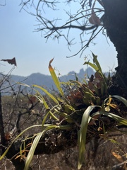 Prosthechea squalida