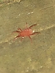 Neomolgus