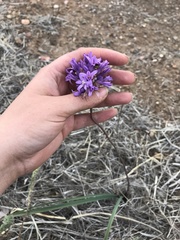 Dichelostemma multiflorum