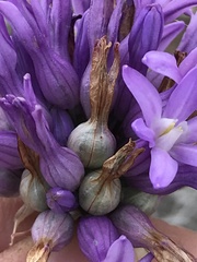 Dichelostemma multiflorum