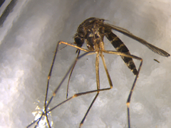 Aedes antipodeus