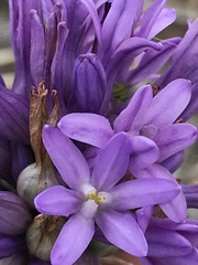 Dichelostemma multiflorum
