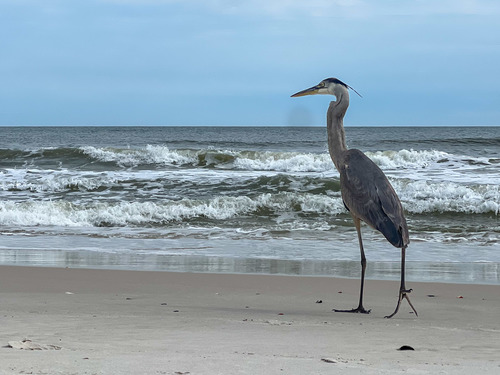 Great Blue Heron photographed in Alabama