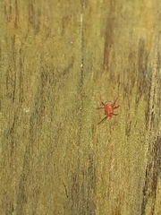 Neomolgus