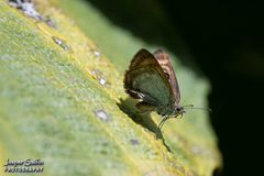 Cyclosemia