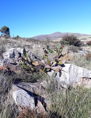 Opuntia bonaerensis