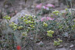 Astragalus lentiginosus