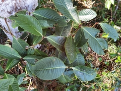 Image of Psychotria turrubarensis