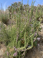 Sairocarpus multiflorus