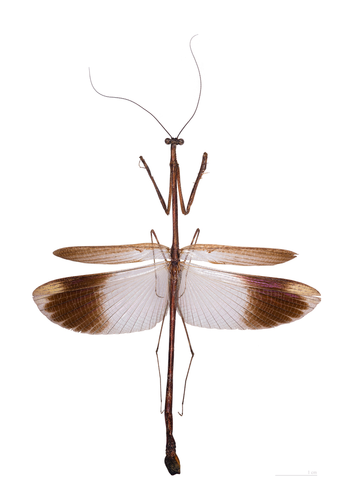 Angela guianensis