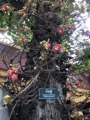 Couroupita guianensis