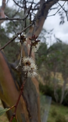 Eucalyptus stellulata