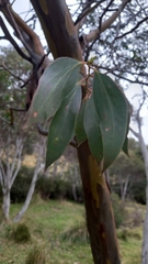 Eucalyptus stellulata