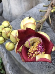 Couroupita guianensis