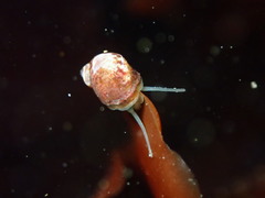 Phasianellidae