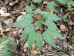 Phanera championii, photograph 五色鳥, CC BY, iNaturalist via GBIF