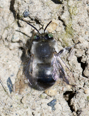 Anthophora pacifica