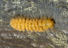 Miltochrista arcuata