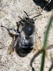 Anthophora pacifica