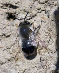 Anthophora pacifica