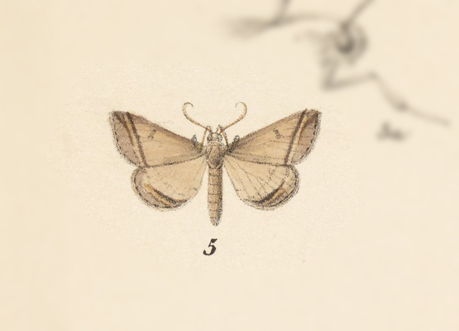 Mastixis aspisalis