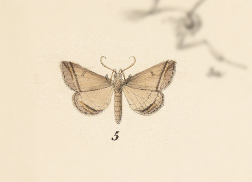 Mastixis aspisalis