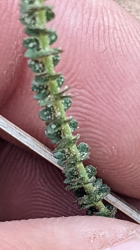 Image of Ivesia sabulosa by (c) Darrin Gobble, some rights reserved (CC BY)
