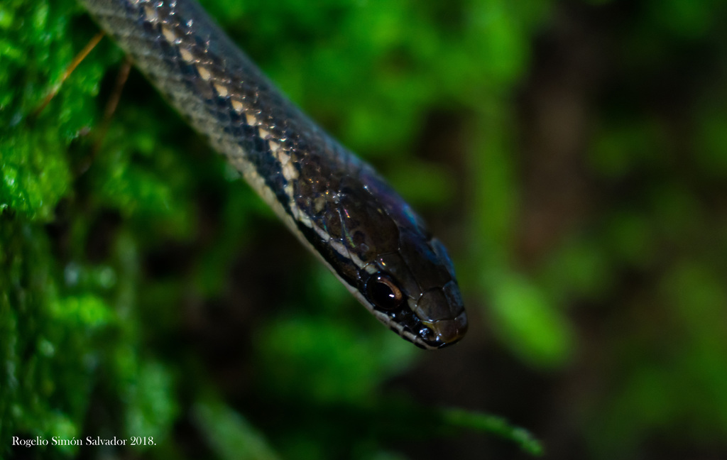 Oaxacan Graceful Brown Snake