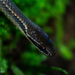Oaxacan Graceful Brown Snake - Photo (c) Drymarchon Simón, some rights reserved (CC BY-NC), uploaded by Drymarchon Simón