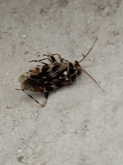 Tropidosteptes