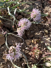 Allium anceps
