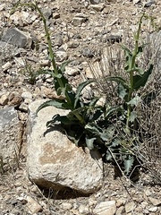 Penstemon bicolor