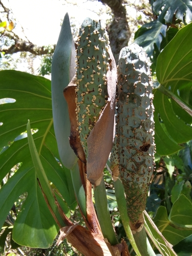 Monstera tacanaensis Matuda