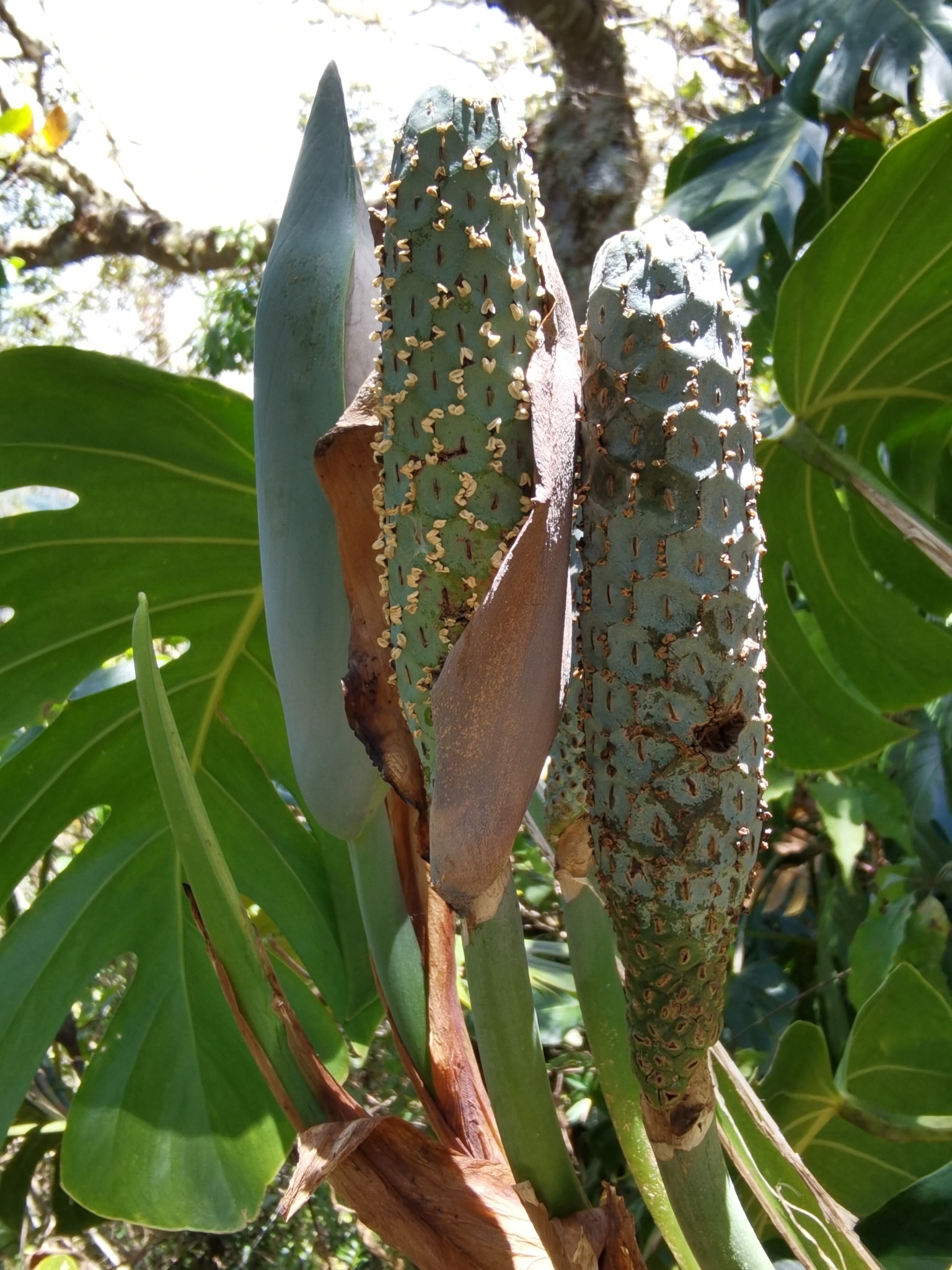 philodendron cobra variegata Philodendron Cobra Variegata
