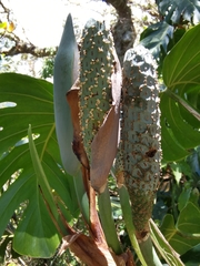 Monstera tacanaensis