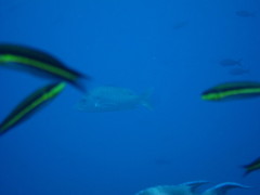 Lutjanus novemfasciatus