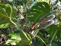 Monstera tacanaensis