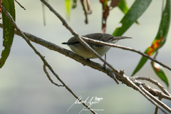 Gerygone magnirostris