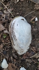 Pyganodon grandis