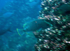 Dermatolepis dermatolepis