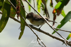 Gerygone magnirostris