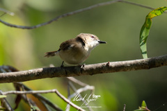 Gerygone magnirostris