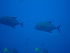 Caranx lugubris