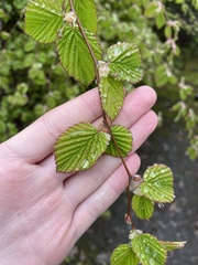 Corylopsis