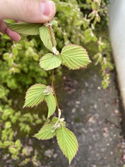 Corylopsis