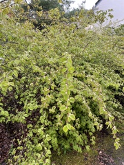 Corylopsis