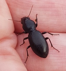 Promecoderus