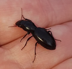 Promecoderus