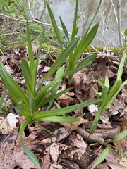 Stenanthium gramineum