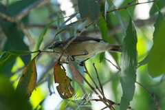Gerygone magnirostris